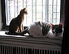 Jennifer's Cairo & Finlay